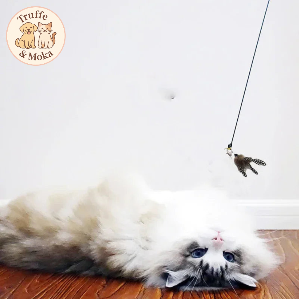 La Griffolette - Truffe & Moka